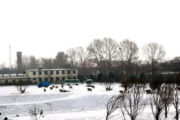 feeding-the-tiger - Harbin Ice Festival and Freezing our Butts Off! by thewoksoflife.com