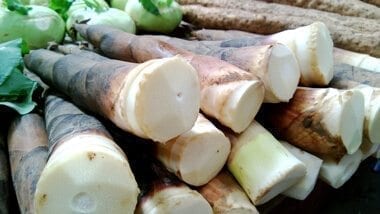 fresh-bamboo-shoots