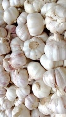 garlic