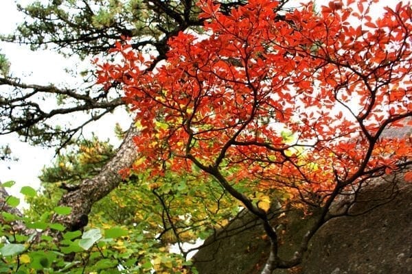 huangshan-red-tree