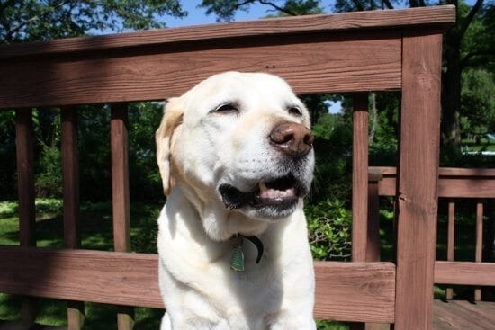 Look! There's the aforementioned ferocious, overprotective Labrador Retriever now!