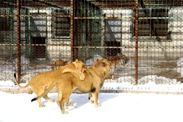 lions in harbin- Harbin Ice Festival and Freezing our Butts Off! by thewoksoflife.com