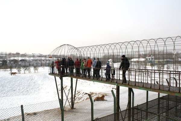 tiger-reservation-skywalk - Harbin Ice Festival and Freezing our Butts Off! by thewoksoflife.com