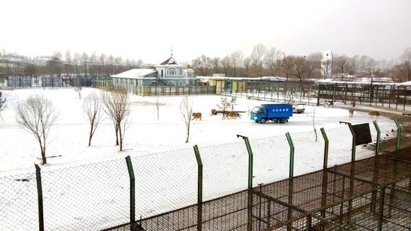 tigers-feeding - Harbin Ice Festival and Freezing our Butts Off! by thewoksoflife.com