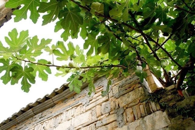 china-fig-tree - ON LOCATION IN HONGCUN, by thewoksoflife.com