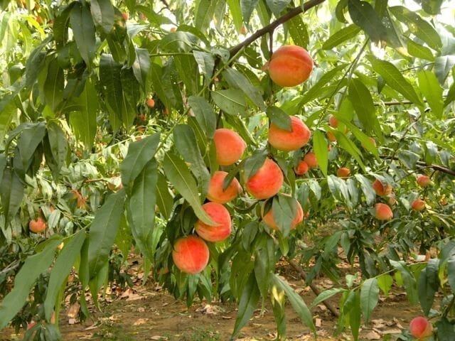 Jersey Peaches vs. Beijing Peaches