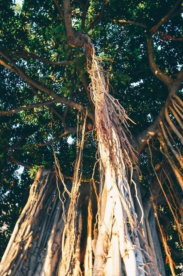 16 Reasons Why Hawaii is Pretttttty Much The Bomb