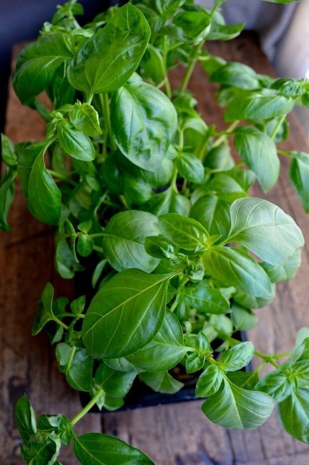 Basil Plant