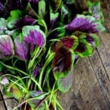 Pink Amaranth greens