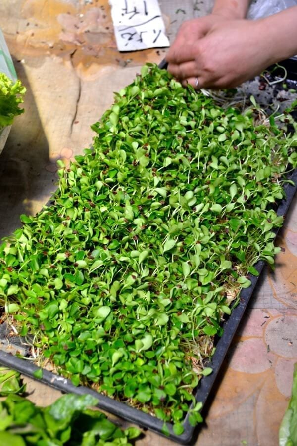 Chinese toon sprouts