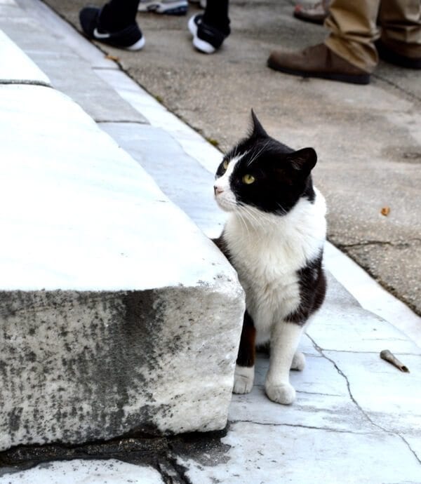 How to See Istanbul In One Day by thewoksoflife.com