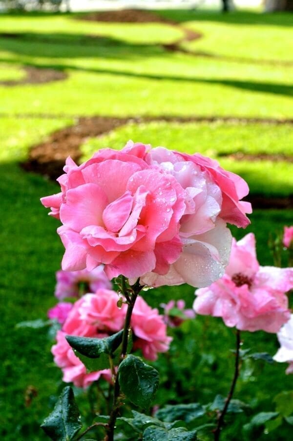 How to See Istanbul In One Day by thewoksoflife.com