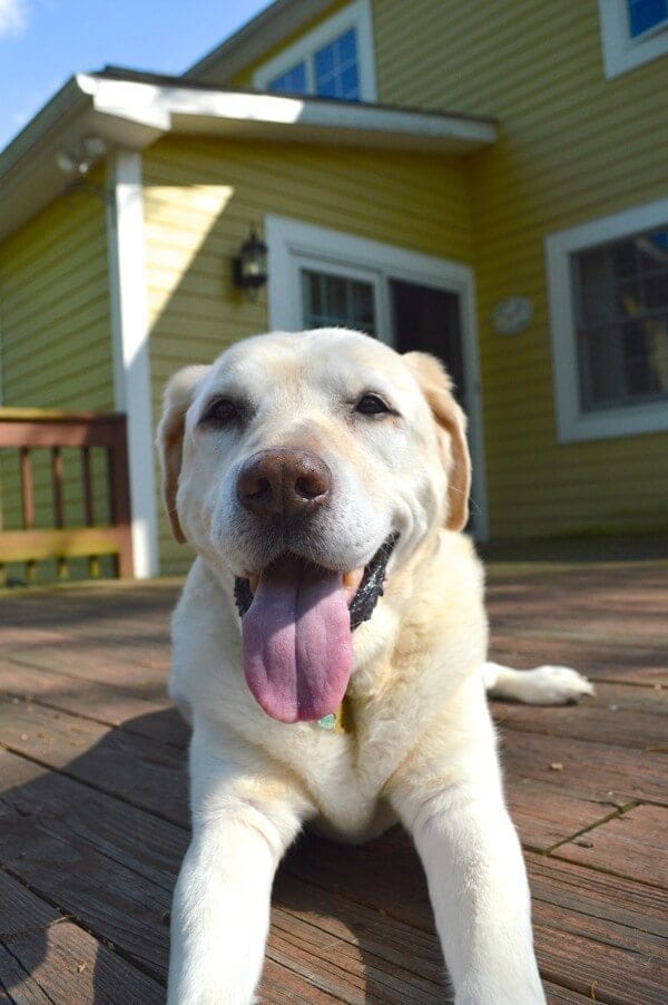 Jake the Labrador by thewoksoflife.com