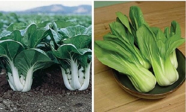white-and-green-bok-choy