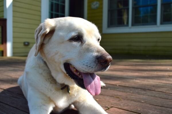 Our Jake by thewoksoflife.com