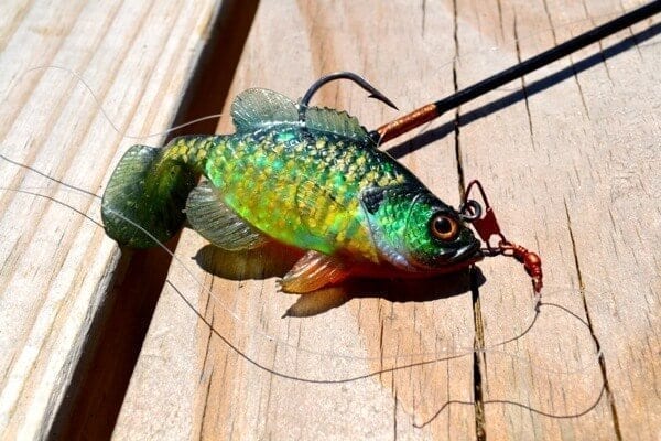 This little guy, though promising looking, ultimately didn’t have it in him…