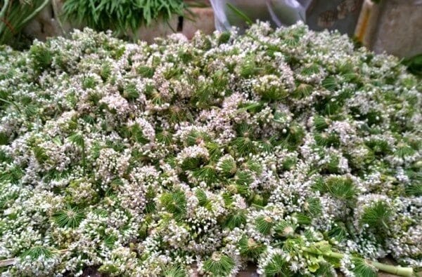Chive Flowers Two Ways: Chive Flower Flatbread Recipe, thewoksoflife.com