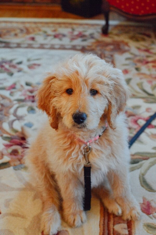 Bringing Up Barley: Ho