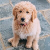 8 week old goldendoodle puppy