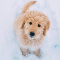 Goldendoodle puppy in the snow