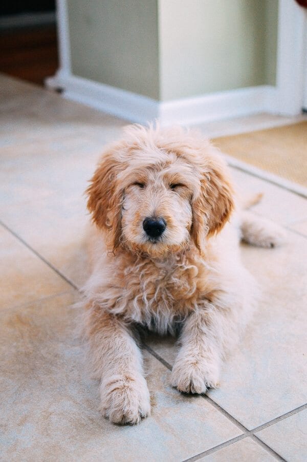 Barley’s First Weeks and Puppy Training Treats