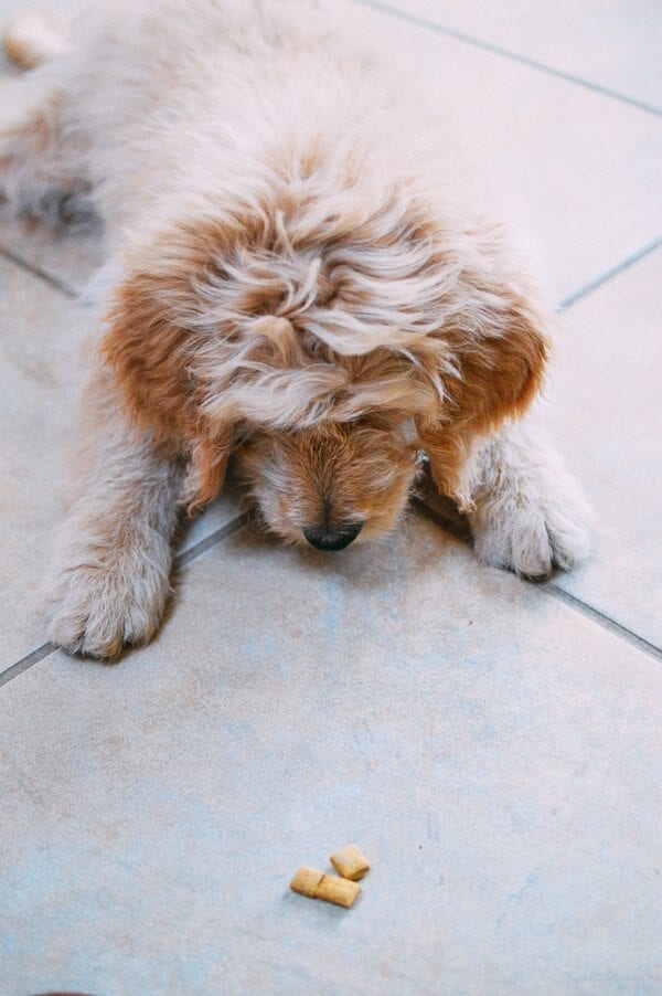 pumpkin peanut butter dog treats