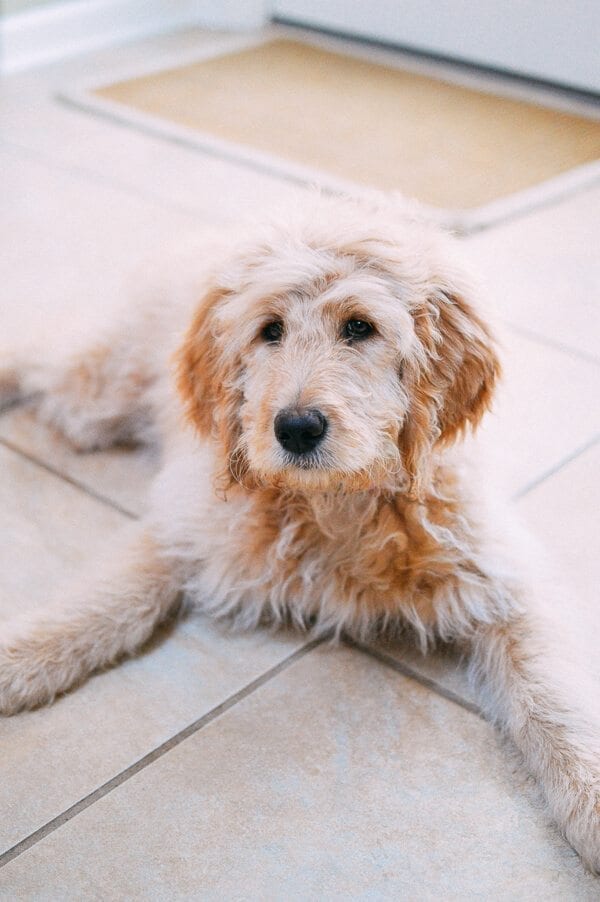 Barley's First Weeks and Puppy Training Treats - goldendoodle puppy by thewoksoflife.com 