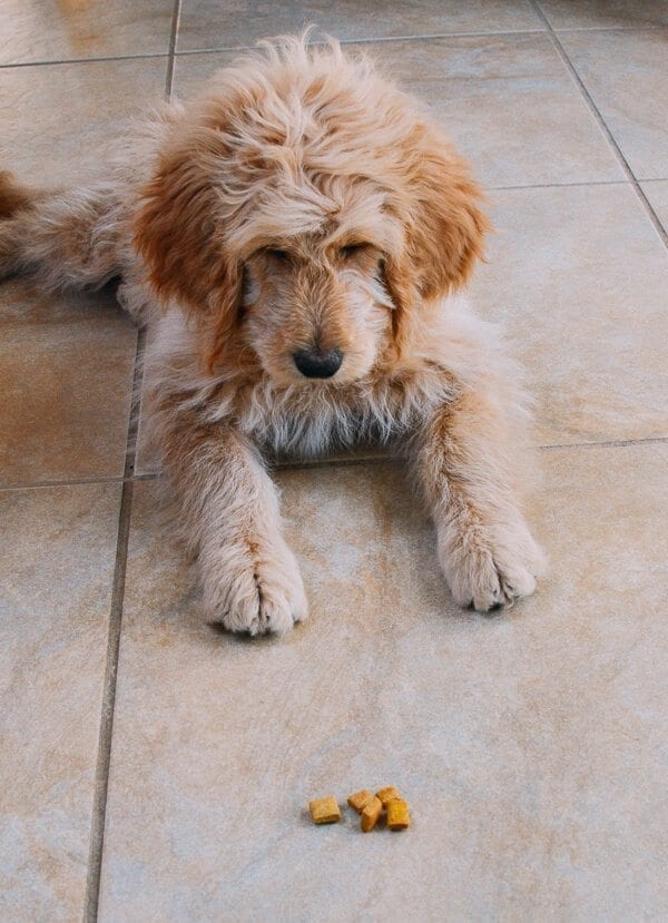 Barley's First Weeks and Puppy Training Treats by thewoksoflife.com