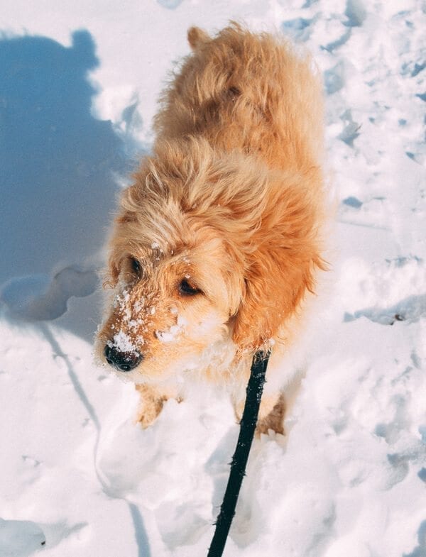 Barley's First Weeks and Puppy Training Treats - goldendoodle puppy by thewoksoflife.com 