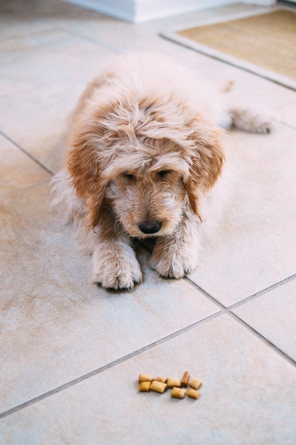 Barley's First Weeks and Puppy Training Treats by thewoksoflife.com 