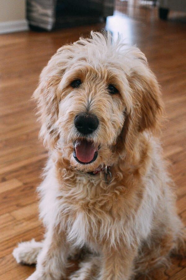 A Primer in Puppy Obedience