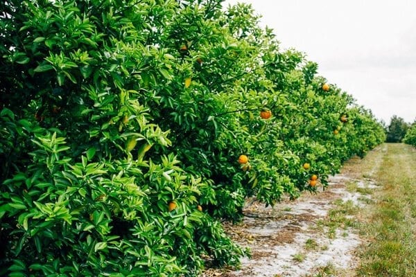 Orange grove
