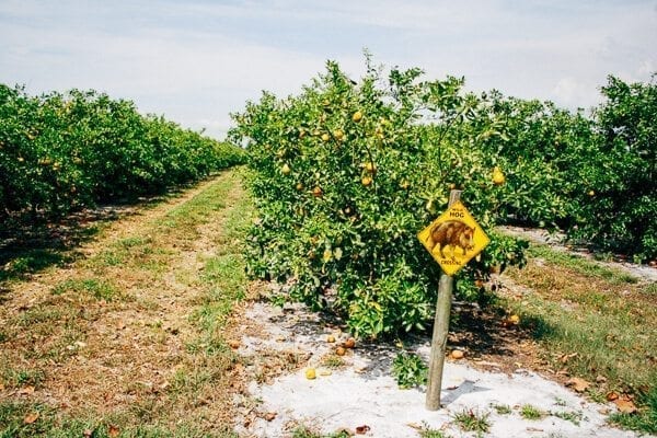 Dooley Grove Citrus Trees