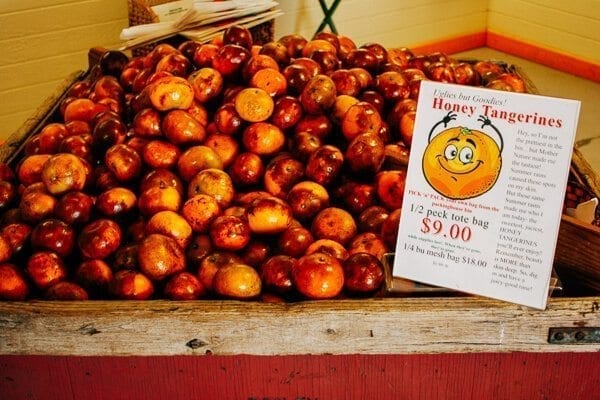Dooley Grove Tangerines