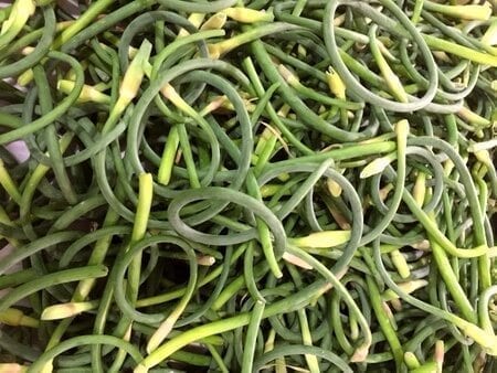 Garlic-scapes-stems