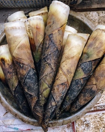 fresh-spring-bamboo-shoots