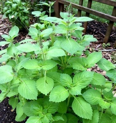 holy basil