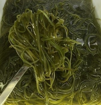 kelp-seaweed