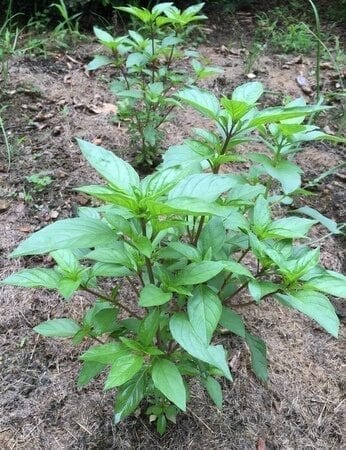 thai-basil-garden