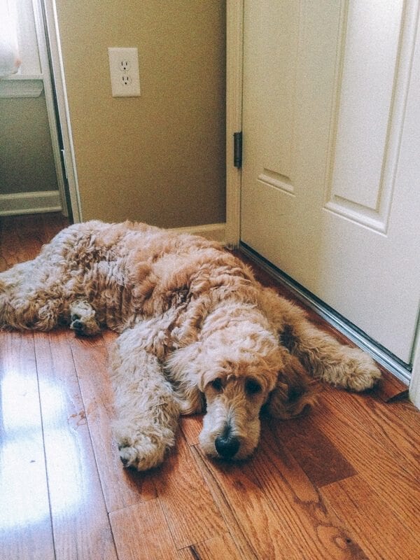 Barley, Our Goldendoodle Growing Up