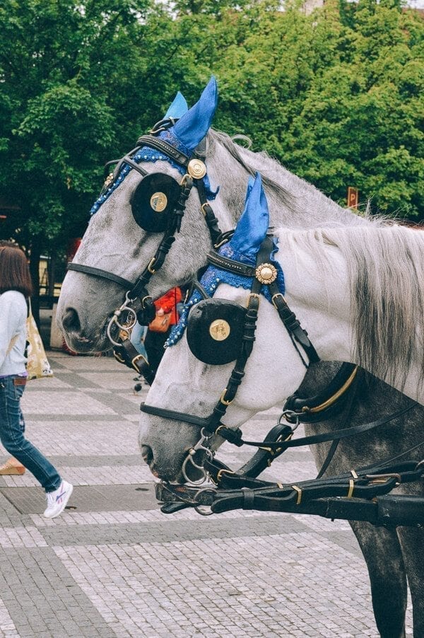 Prague horses