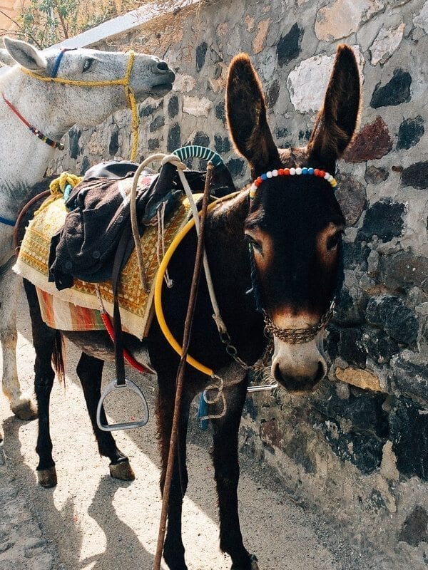 Santorini Donkey