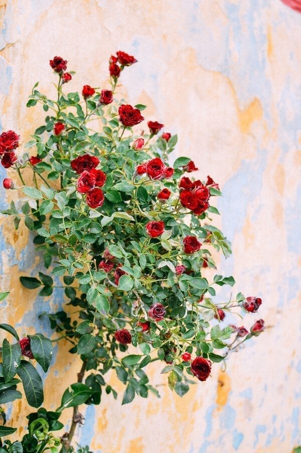 roses on a wall