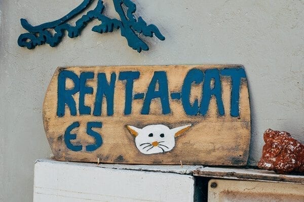 Atlantis Books Santorini Rent a Cat