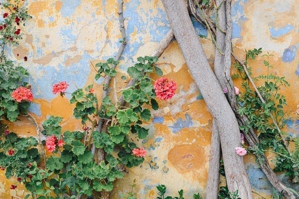 flowers on a wall