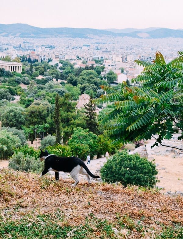 Athens cat