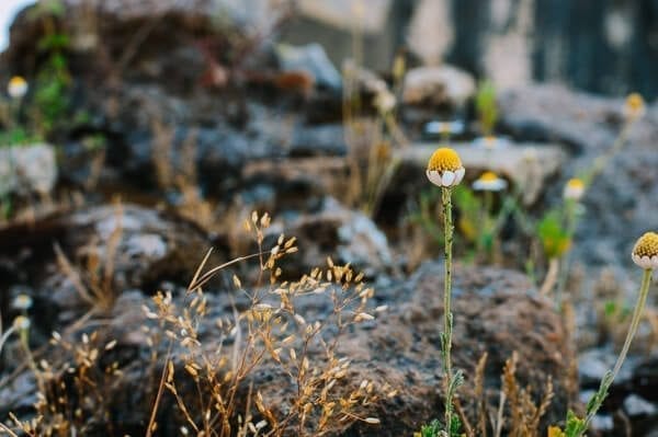 Roman Forum Flower