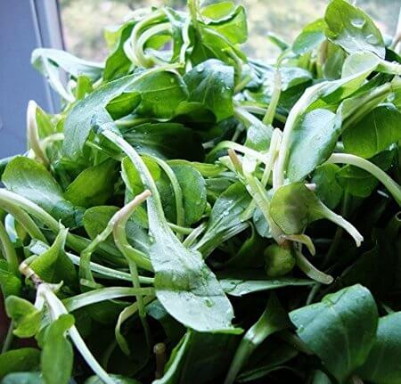 malantou-vegetable-seeds, by thewoksoflife.com