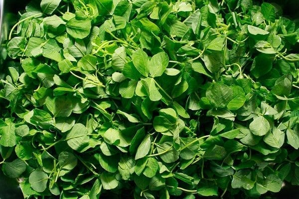 Sautéed Edible Clover (Chao Tou - 炒头), by thewoksoflife.com