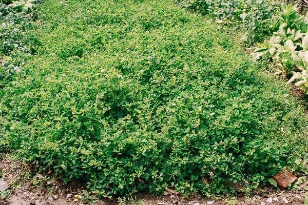 Sautéed Edible Clover (Chao Tou - 炒头), by thewoksoflife.com